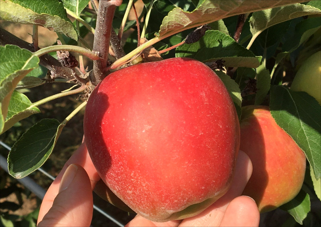 Pomme Elstar récolte Scafla 2022